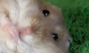 Hamster