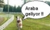 Araba geliyor !